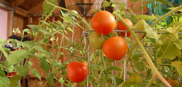 Bloody Butcher tomatoes in the greenhouse