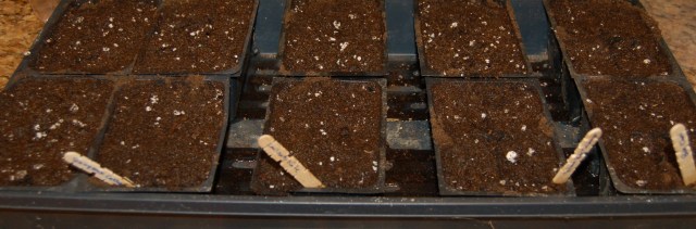 First batch of seedlings, 2011