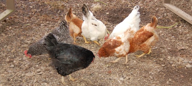 Chickens eating their scratch