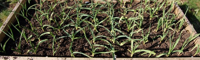 Weeded garlic bed