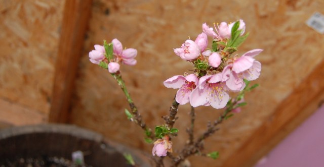 Peach blossoms in greenhouse