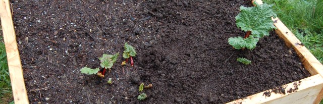 The rhubarb bed The rhubarb bed