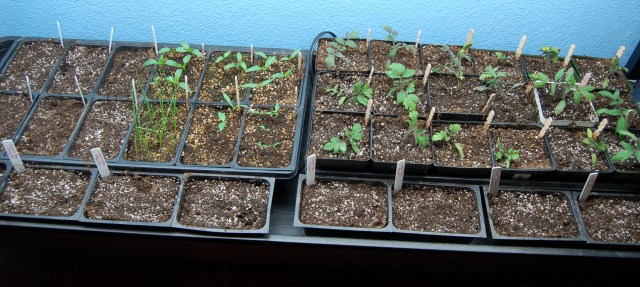 Seed starting under grow lights