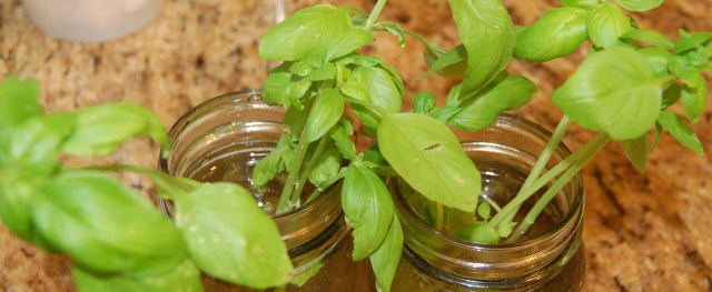 Basil cuttings