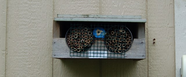 Orchard mason bee condo