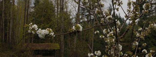 Ranier cherry blossoms