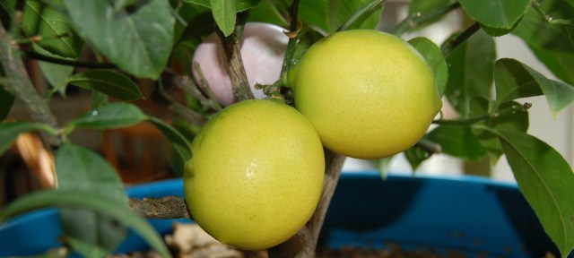 Meyer lemons