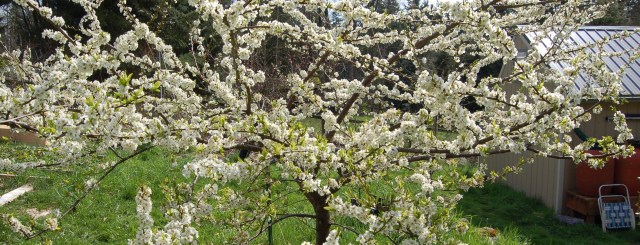 Shiro plum in full bloom