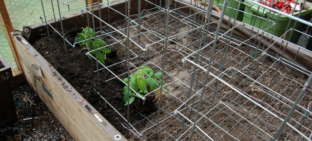 Planting the hot bed