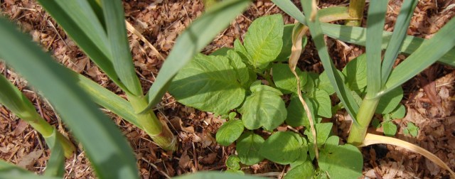Potatoes growing in the garlic bed