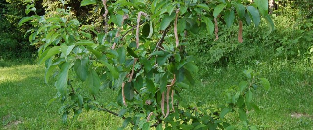 Apples with protective nylon covers