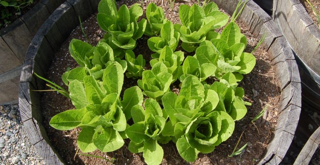 Parris Island Cos lettuce