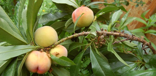Mini-dwarf peach tree fruit