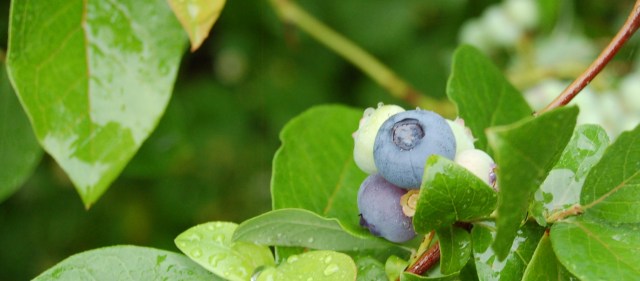 Patriot blueberry Patriot blueberry