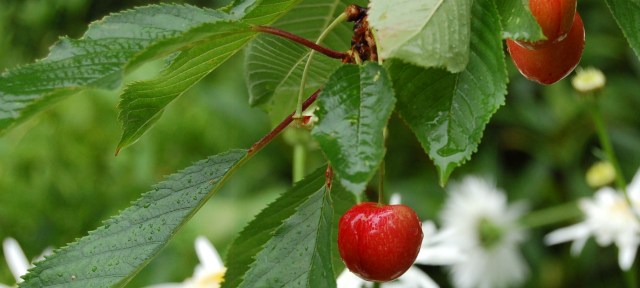 Lapin cherries Lapin cherries