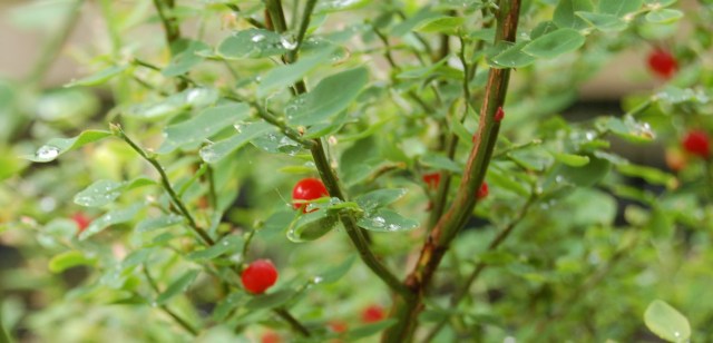 Native huckleberry bushes Native huckleberry bushes