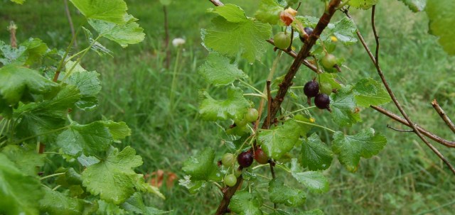 Jostaberries Jostaberries