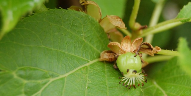 Baby kiwi fruit Baby kiwi fruit