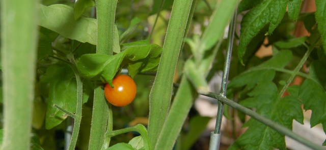 Sungold tomato Sungold tomato