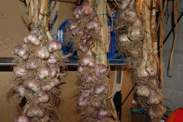 Garlic braids
