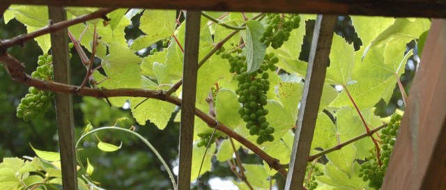 Grapes ripening