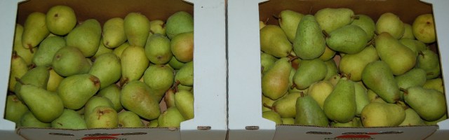 Bartlett pears