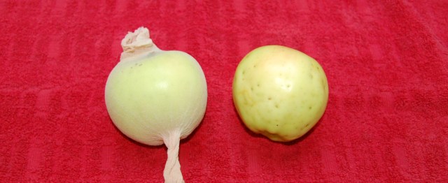 Bagged and unbagged Chehalis apples Bagged and unbagged Chehalis apples