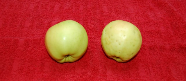 Exterior comparison of bagged and unbagged Chehalis apples Exterior comparison of bagged and unbagged Chehalis apples