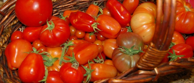 Various tomatoes Various tomatoes