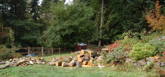 R.I.P. Big Leaf Maple