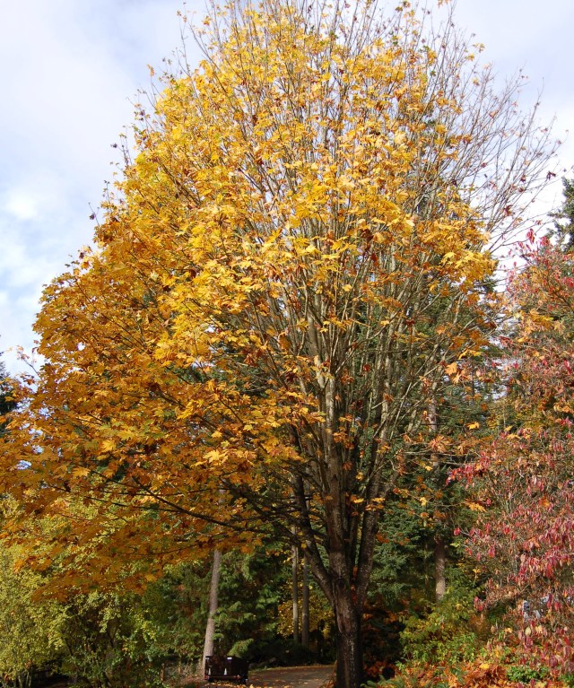 Big Leaf Maple