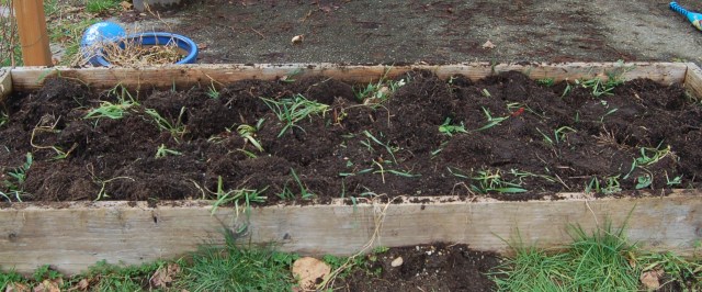 Cover crop in raised bed