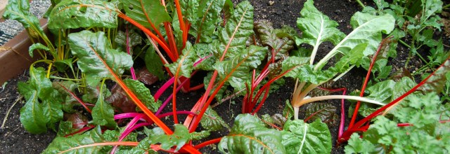 Swiss chard in the greenhouse Swiss chard in the greenhouse