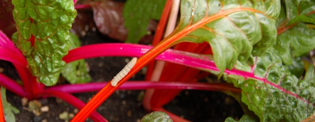 Cabbage moth? Cabbage moth?