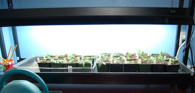 Tomato seedlings