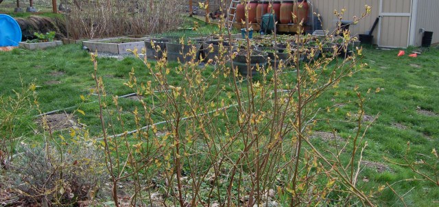 Blueberries leafing out