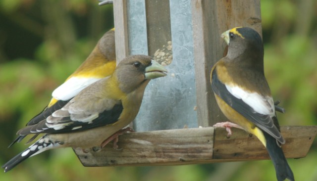 Evening Grossbeaks