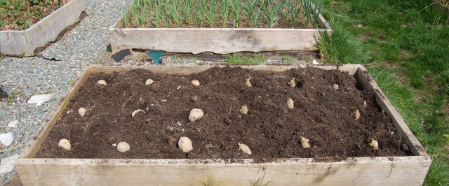 La Ratte and Yukon Gold potatoes