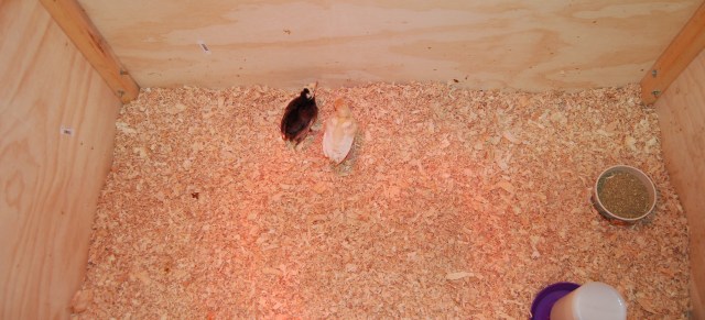 Turkeys in the poultry box