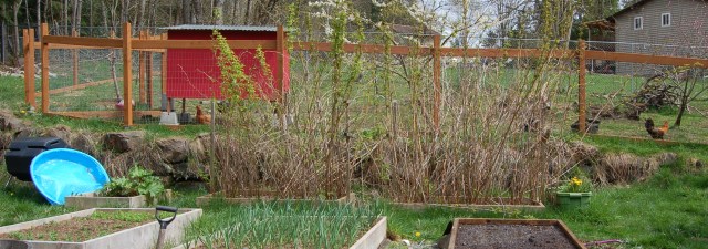Raspberries before pruning