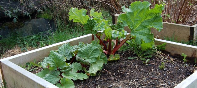 Rhubarb