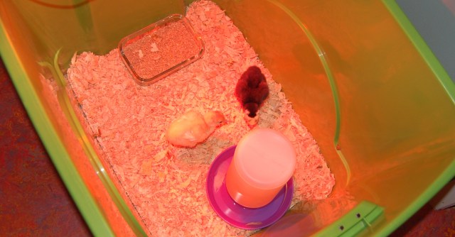 Baby heritage turkeys