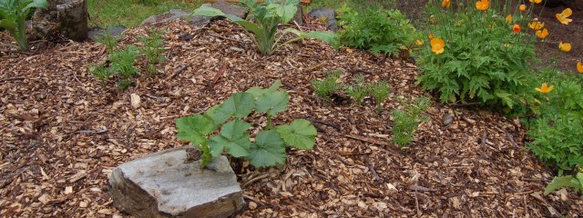 Squash and flowers