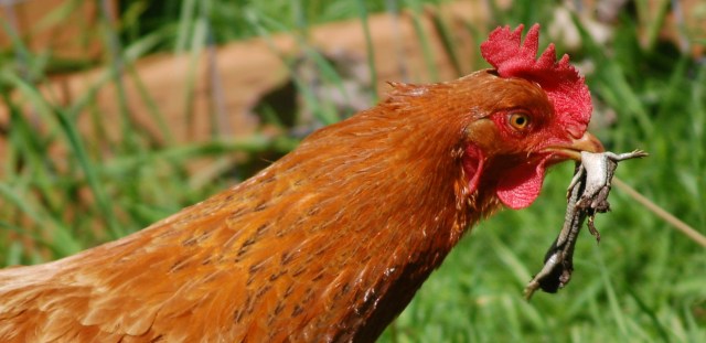 Hen with lizard Hen with lizard