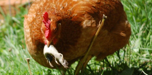 Hen with lizard Hen with lizard