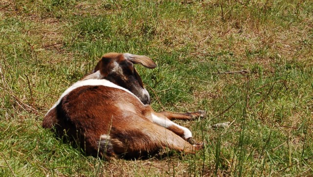 Lucy taking a nap Lucy taking a nap