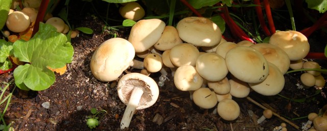 Mushroom colony