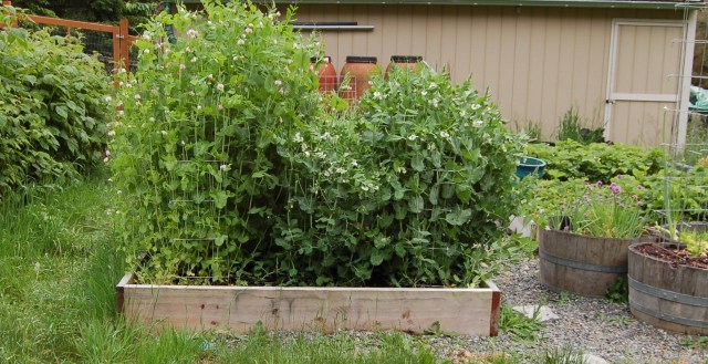 Pea raised bed Pea raised bed