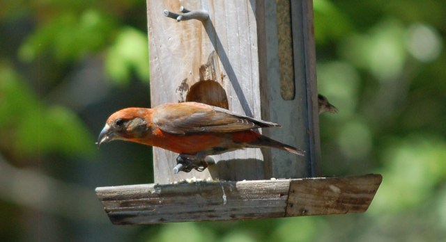 Red Crossbill