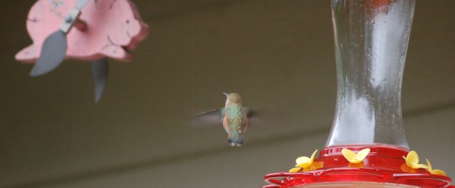 Hummingbird